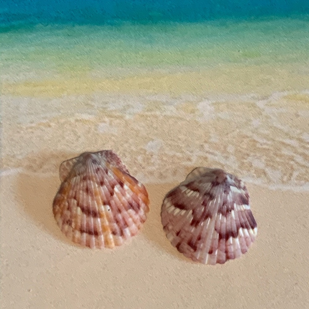 Hand-crafted Shell Earrings